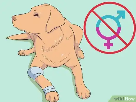 Image intitulée Breed Labradors Step 1