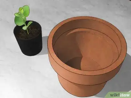 Image intitulée Grow Honeysuckle Step 5