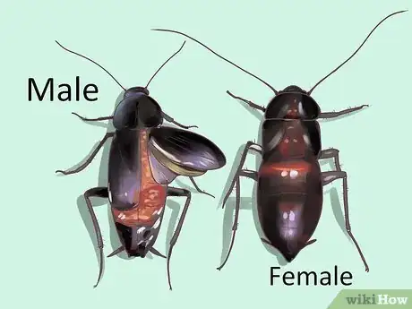 Image intitulée Identify a Cockroach Step 16