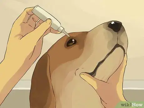 Image intitulée Give a Small Dog a Bath Step 7