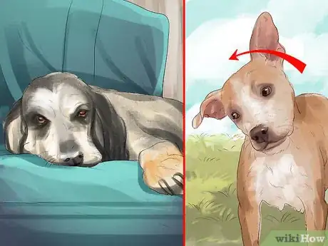 Image intitulée Treat Canine Stroke Step 1