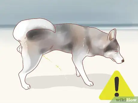 Image intitulée Know When Your Dog is Sick Step 17