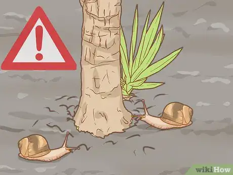 Image intitulée Grow Yucca Step 31