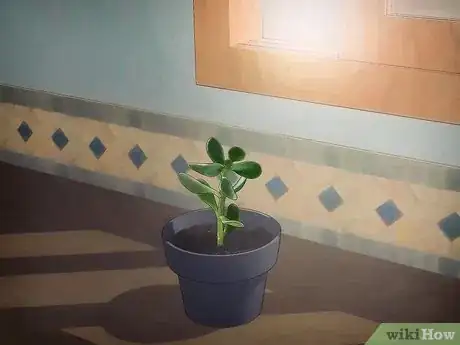 Image intitulée Grow a Jade Plant Step 6