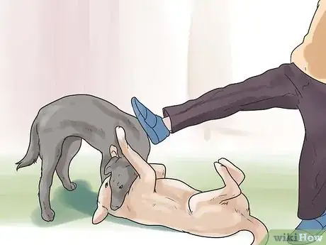 Image intitulée Break Up a Dog Fight Step 7