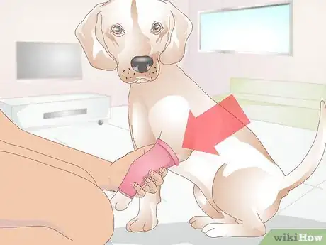 Image intitulée Treat Broken Bones in Dogs Step 10
