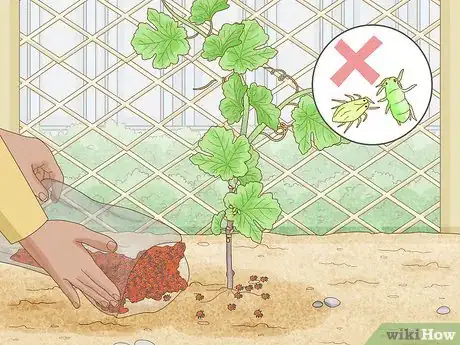 Image intitulée Grow Grape Vines Step 12