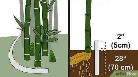 Image intitulée Kill Bamboo Step 9