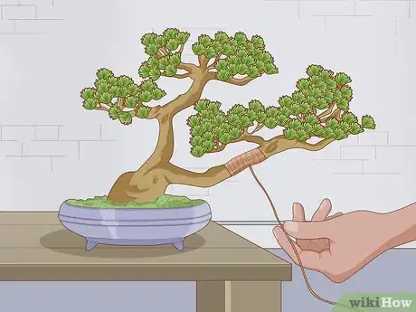 Image intitulée Grow and Care for a Bonsai Tree Step 10