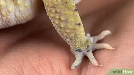 Image intitulée Care for a Leopard Gecko Step 19