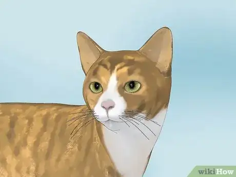 Image intitulée Clean Your Cat's Ears Step 5