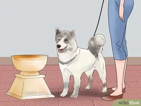 Image intitulée Train Your Dog for a Dog Show Step 10