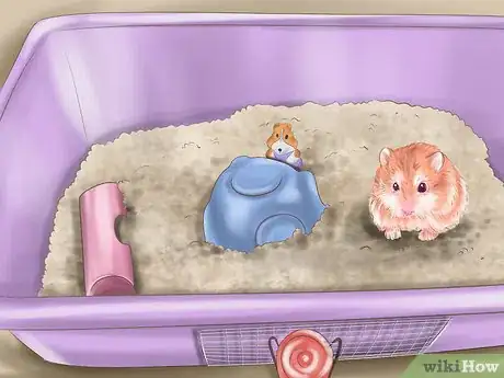 Image intitulée Care for Roborovski Hamsters Step 19