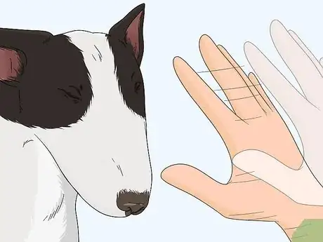 Image intitulée Check Your Dog's Eyes Step 5