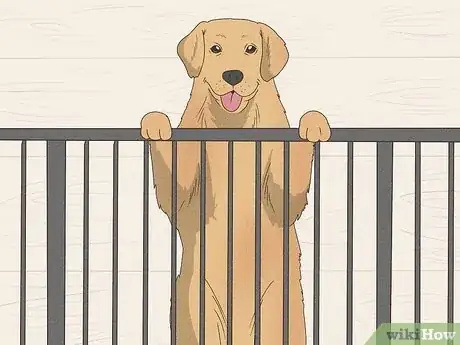 Image intitulée Keep Your Dog Calm After Neutering Step 4