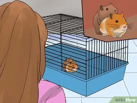 Image intitulée Breed Syrian Hamsters Step 12