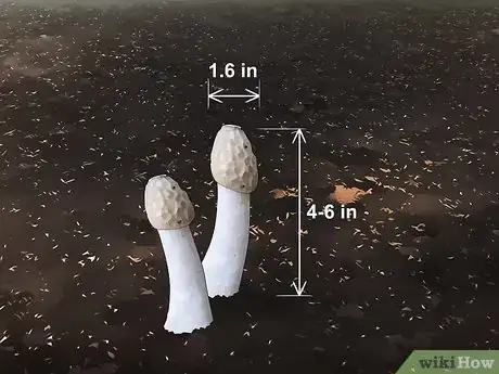 Image intitulée Kill a Stinkhorn Fungus Step 10