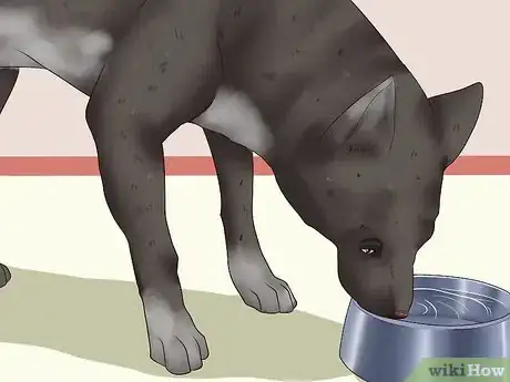 Image intitulée Ease Your Dog's Stomach Problems Step 10