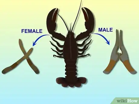 Image intitulée Eat Lobster Step 2