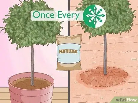 Image intitulée Grow a Bay Tree Step 5