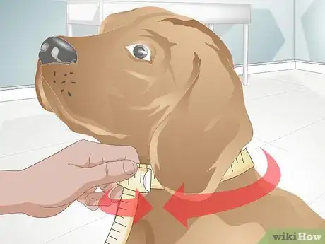 Image intitulée Make a Dog Collar Step 1