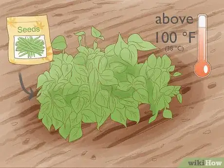 Image intitulée Grow a Bean Plant Step 3