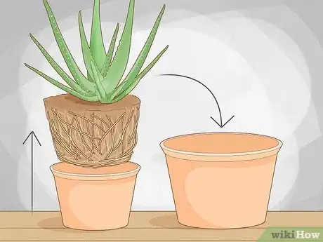 Image intitulée Why Does Your Aloe Plant Not Stand Up Step 7