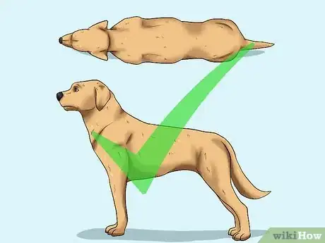 Image intitulée Help Your Dog Lose Weight Step 1