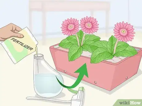 Image intitulée Grow Gerbera Daisies Step 21