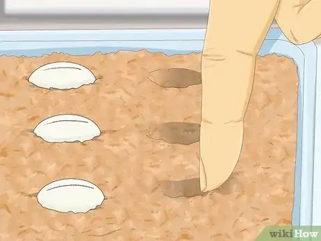 Image intitulée Take Care of Lizard Eggs Step 10