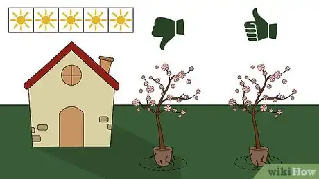 Image intitulée Grow Crabapple Trees Step 10