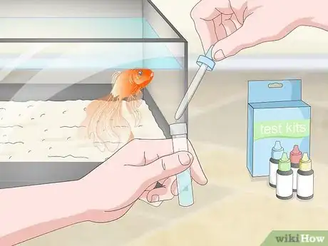 Image intitulée Know when Your Goldfish Is Dying Step 8