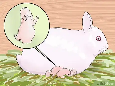 Image intitulée Care for Newborn Rabbits Step 7