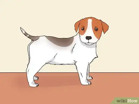 Image intitulée Choose a Jack Russell Puppy Step 4