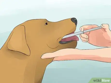Image intitulée Make Your Dog Drink Water Step 6