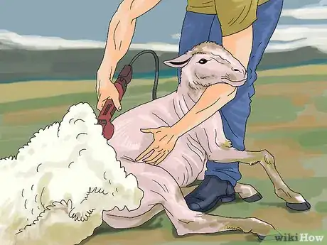 Image intitulée Care for Sheep Step 12