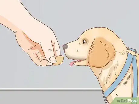 Image intitulée Put on a Dog Harness Step 7