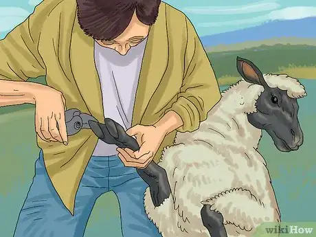 Image intitulée Care for Sheep Step 11