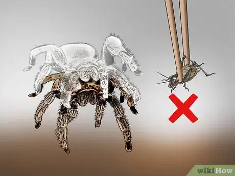 Image intitulée Care for a Tarantula Step 14