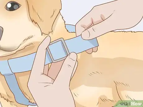 Image intitulée Put on a Dog Harness Step 6