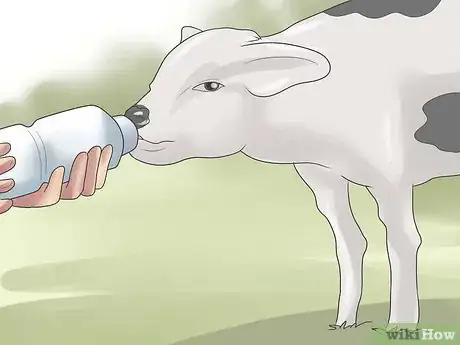 Image intitulée Have a Pet Cow Step 16
