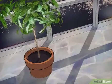 Image intitulée Grow an Avocado Tree Step 14