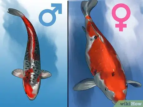 Image intitulée Determine the Sex of a Fish Step 5