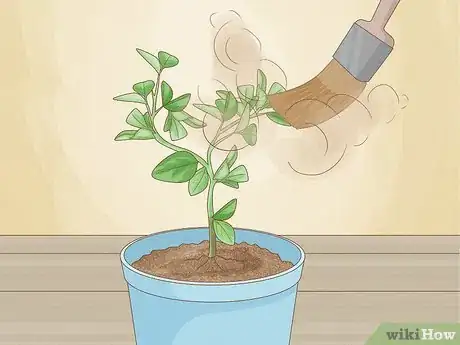 Image intitulée Grow an Orange Tree Step 15