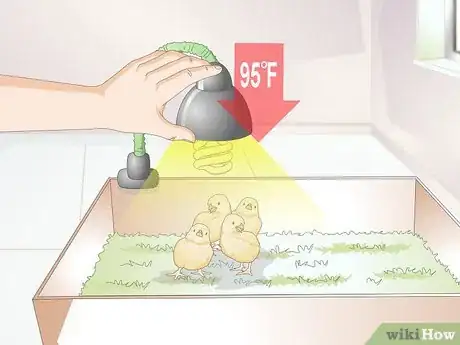 Image intitulée Look After Baby Chicks Step 7