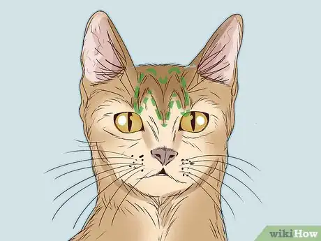 Image intitulée Identify a Tabby Cat Step 9