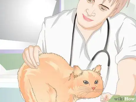 Image intitulée Help Your Cat Lose Weight Step 1