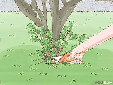 Image intitulée Prune a Crabapple Tree Step 8
