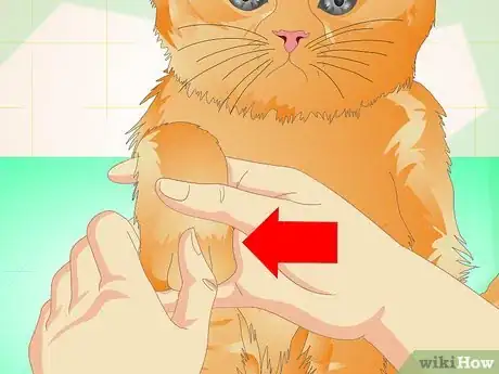 Image intitulée Care for a Cat's Paws Step 1