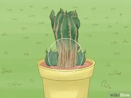 Image intitulée Grow a Cactus Step 15